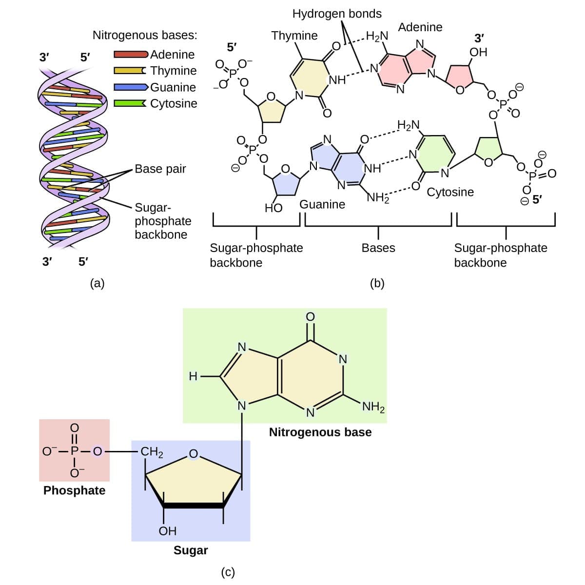 DNA a double helix molecule, the current known basis for life.