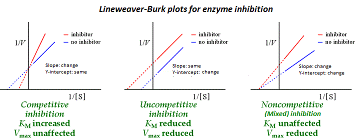 Enzyme inhibition shown using the double inverse. The different motifs formed by the curves allows us to deduce the type of inhibiton.