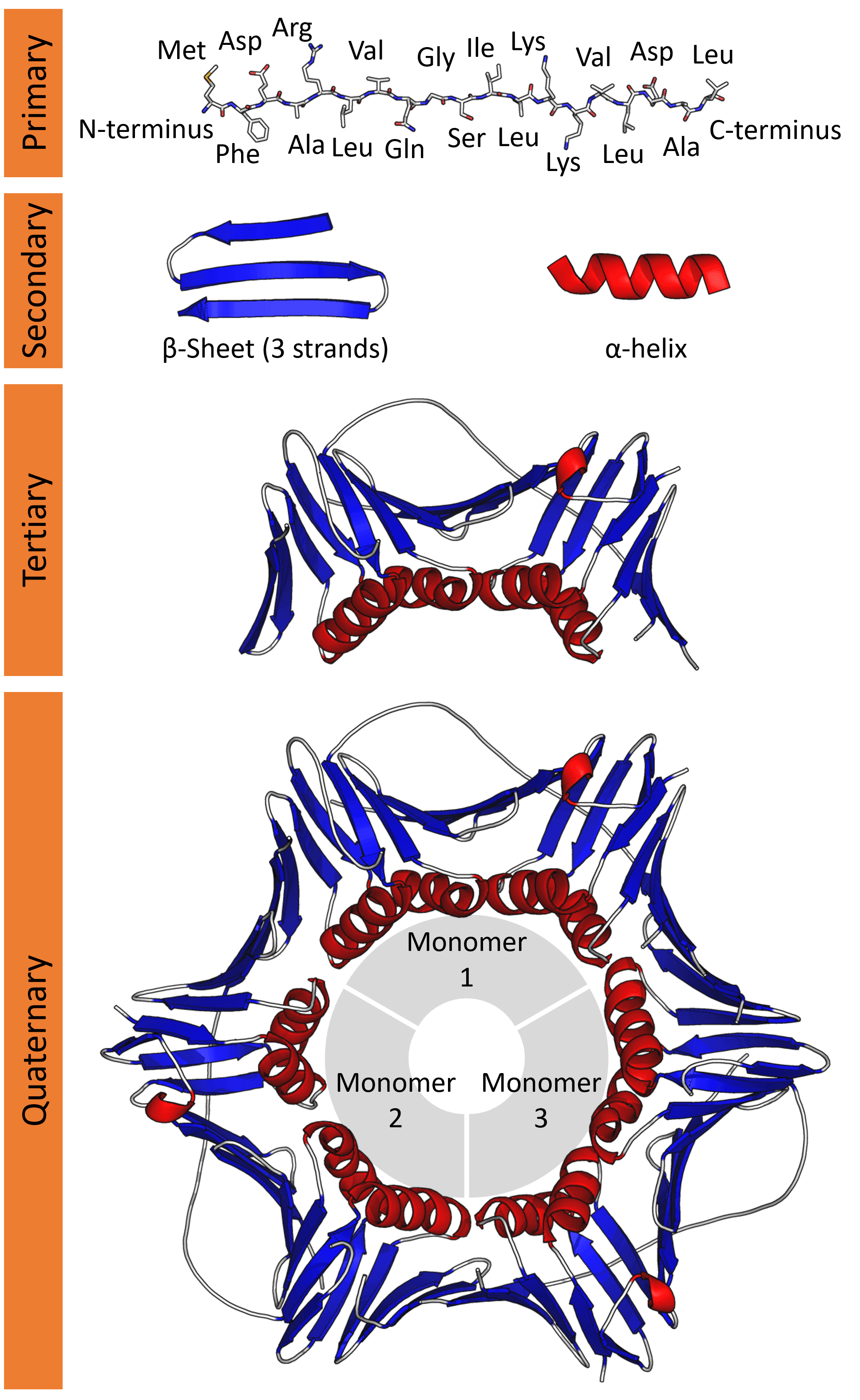 Protein strucutre, primary structure is the sequence of amino acids, secondary α helices and β sheets, tertiary structure the association of secondary strucutres and quaternary strucutres the association of tertiary structures.